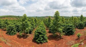 xen cây bơ trong vườn cà phê Vối