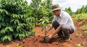 xen cây bơ trong vườn cà phê Vối