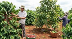 xen cây bơ trong vườn cà phê Vối