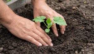 cây Mướp đắng