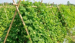 cây Mướp đắng