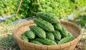 cây Mướp đắng