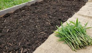 Quy trình trồng cỏ mật gấu