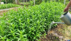 Quy trình trồng cỏ mật gấu