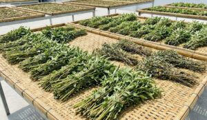 Quy trình trồng cỏ mật gấu