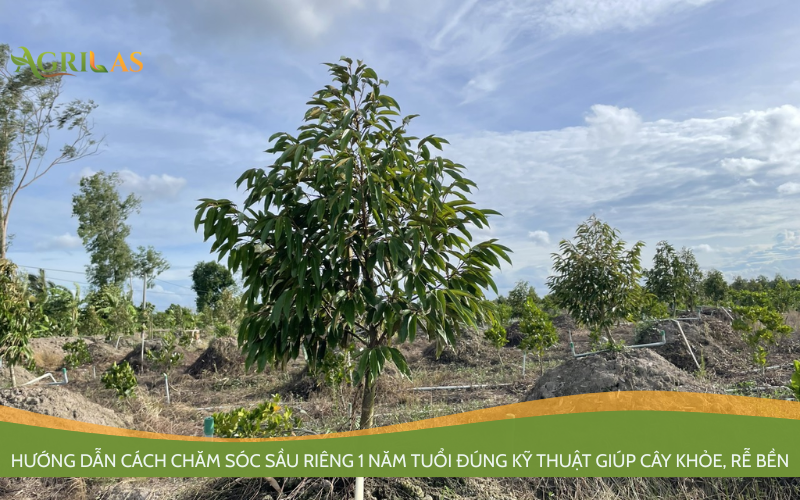 sầu riêng 1 năm tuổi