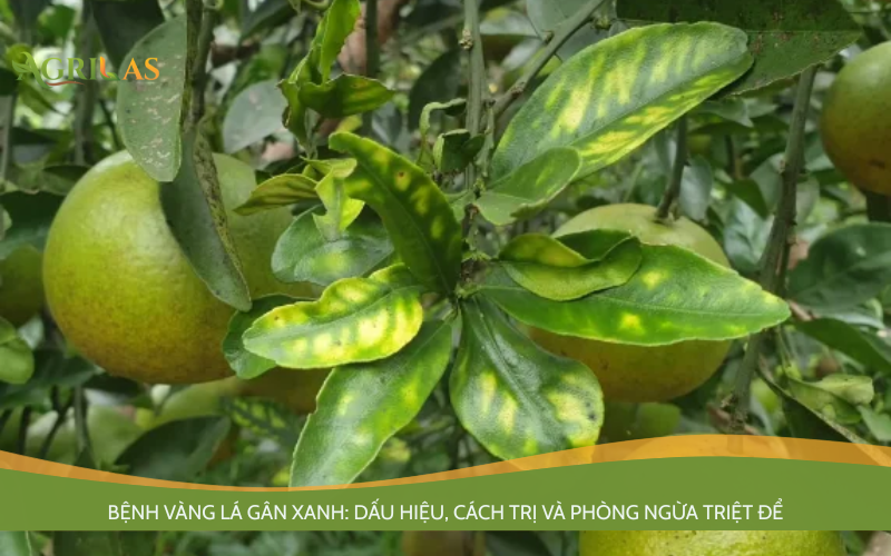 Bệnh vàng lá gân xanh