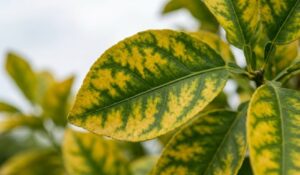 Bệnh vàng lá gân xanh