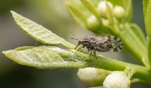 Bệnh vàng lá gân xanh