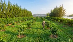 Bệnh vàng lá gân xanh