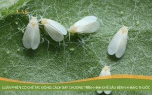 Luân phiên cơ chế tác động: Cách xây chương trình hạn chế sâu bệnh kháng thuốc