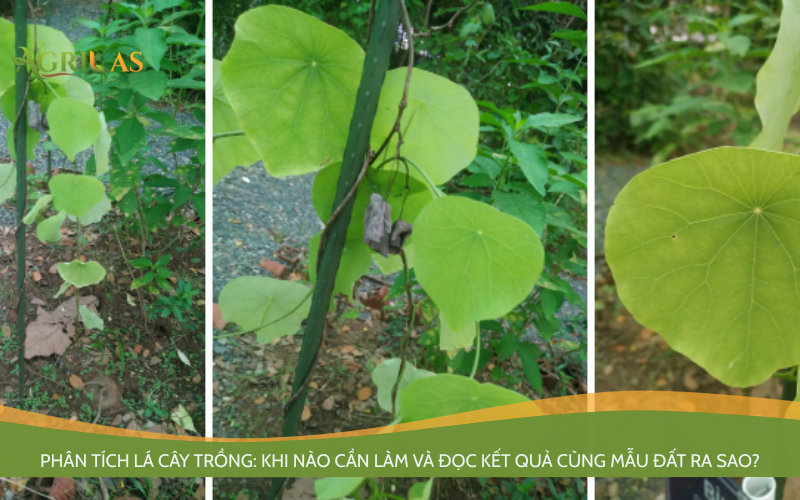 Phân tích lá cây trồng